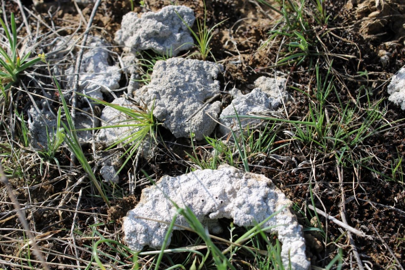Image of Diploschistes diacapsis specimen.