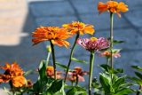 Zinnia elegans