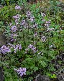 Cardamine macrophylla. Цветущие растения в сообществе с Chamaenerion. Красноярский край, Таймырский Долгано-Ненецкий р-н, плато Путорана, водопад Брат, каменистый берег реки. 24.07.2023.