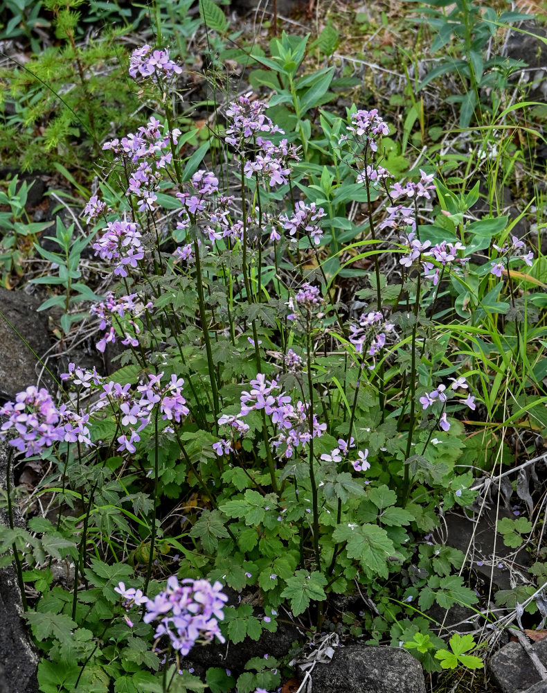 Image of Cardamine macrophylla specimen.