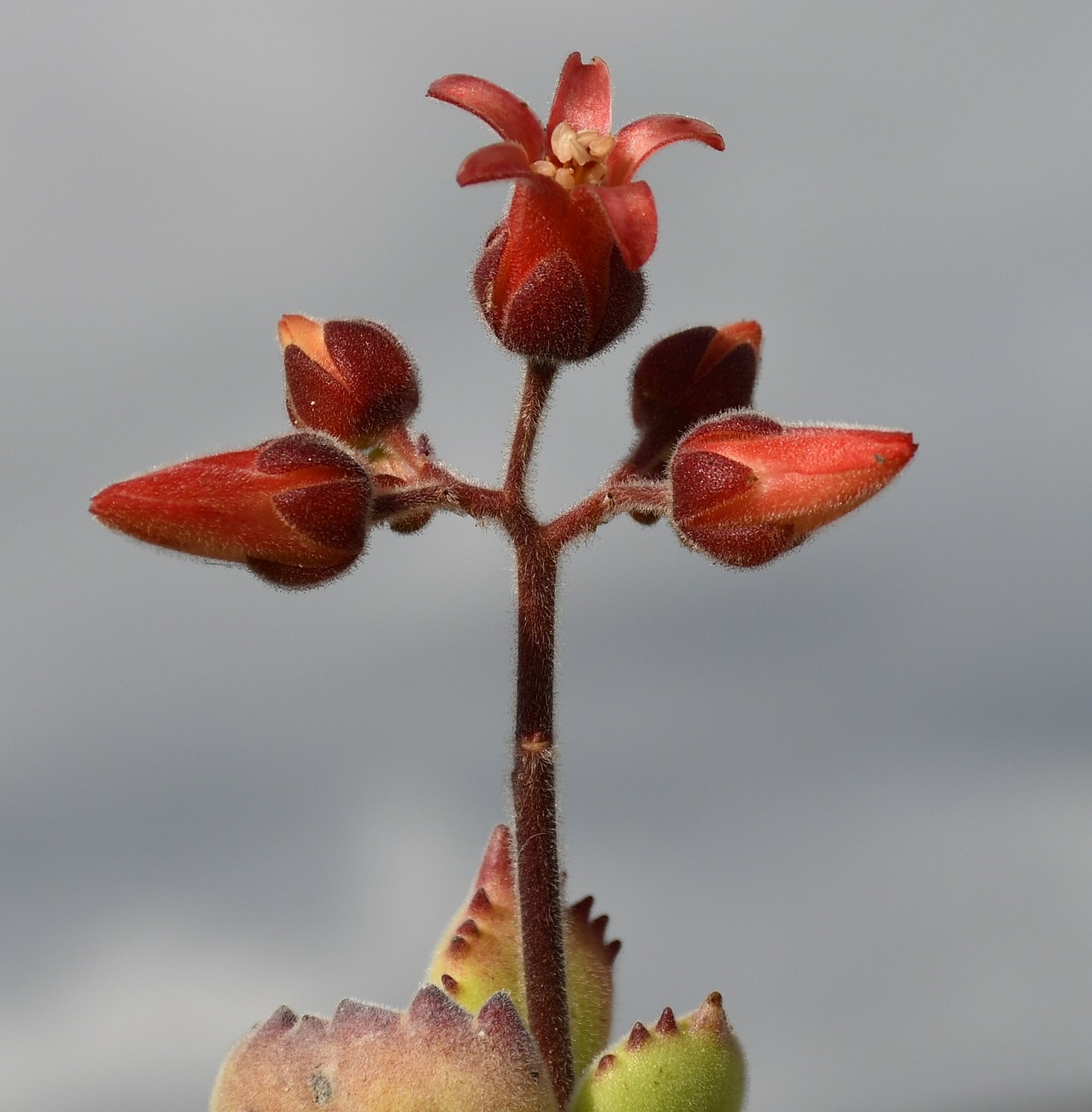 Image of Cotyledon tomentosa specimen.