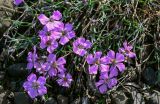 Dianthus repens