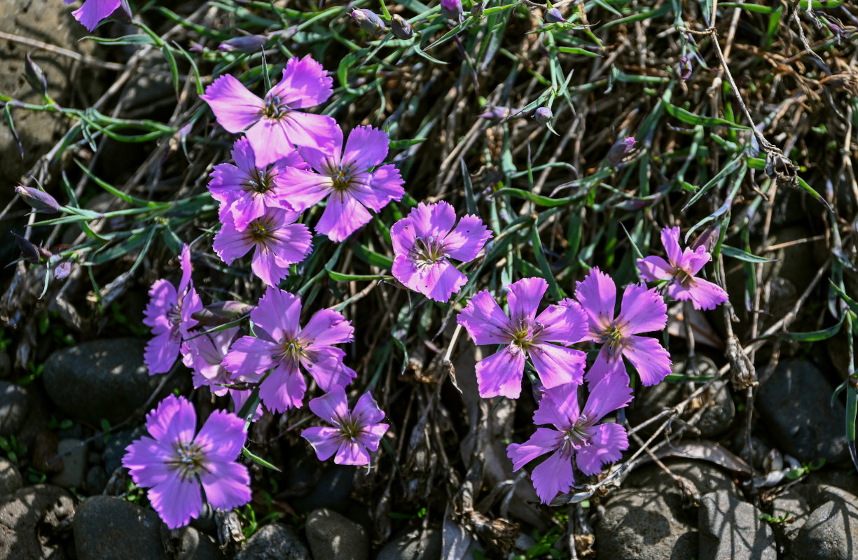 Изображение особи Dianthus repens.