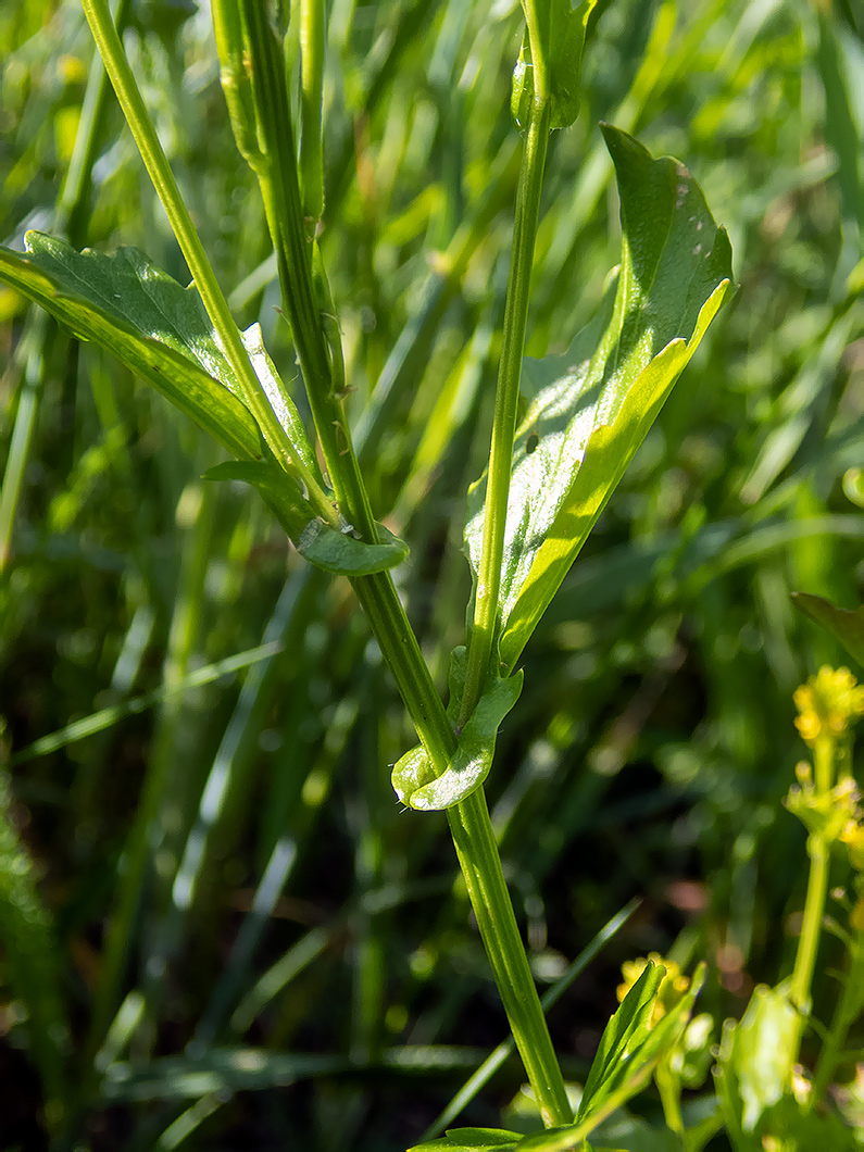 Изображение особи Barbarea stricta.