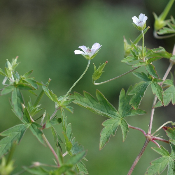 Image of Geranium sibiricum specimen.