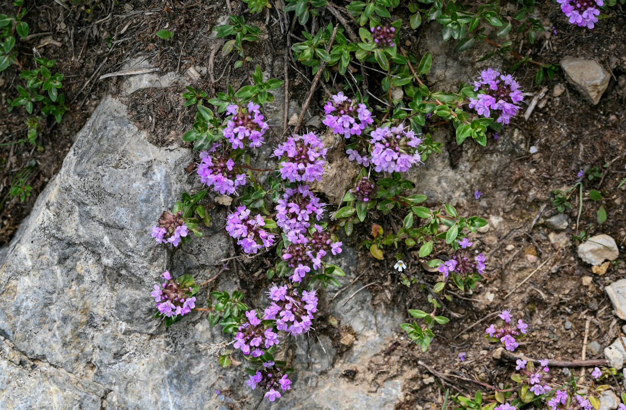 Изображение особи род Thymus.