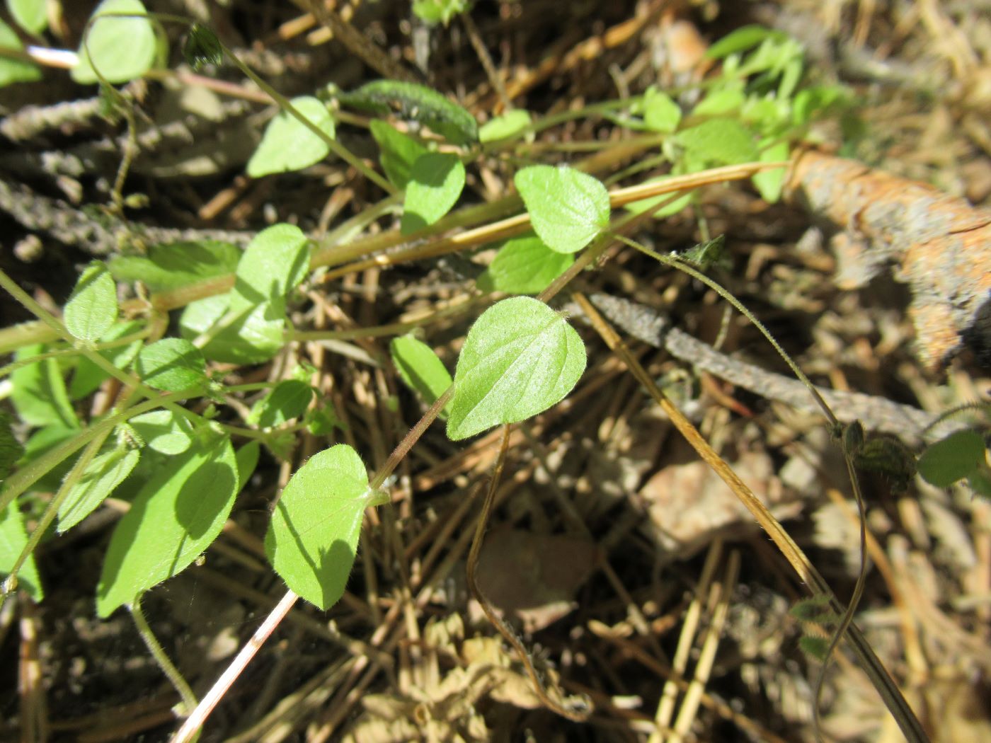 Изображение особи Parietaria micrantha.
