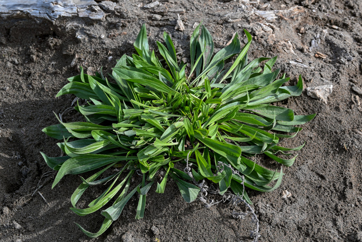 Изображение особи Plantago lanceolata.