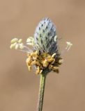 Plantago lagopus. Соцветие. Испания, автономное сообщество Каталония, провинция Жирона, комарка Баш Эмпорда, муниципалитет Тороэлья-де-Монгри, окр. устья р. Тер, осушенный участок маршевого луга \"Платера\" (Platera), наносы песка вдоль тропы. 17.03.2024.