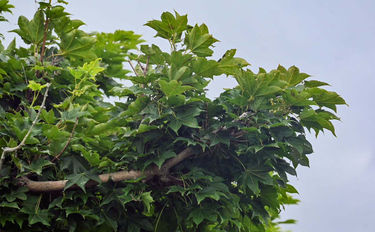 Image of Acer mayrii specimen.
