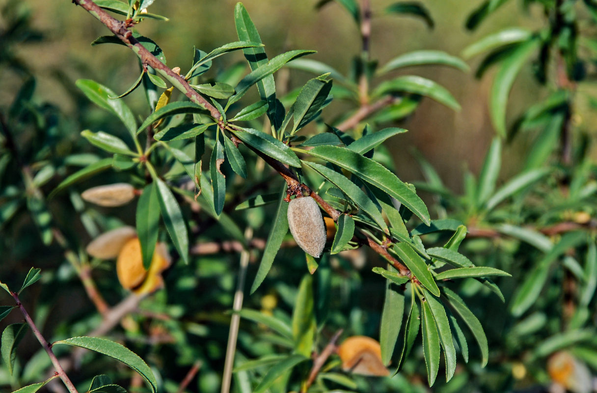 Изображение особи Amygdalus communis.