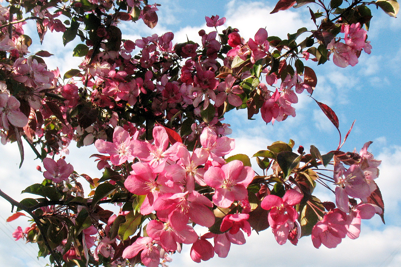 Изображение особи Malus &times; purpurea.