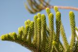 Araucaria heterophylla