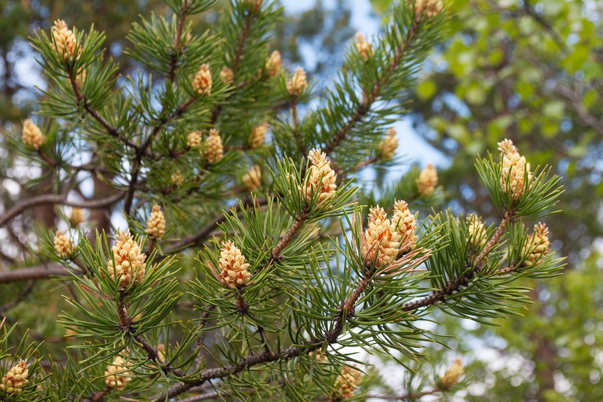 Изображение особи Pinus friesiana.