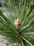 Pinus nigra