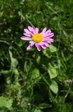 Pyrethrum coccineum
