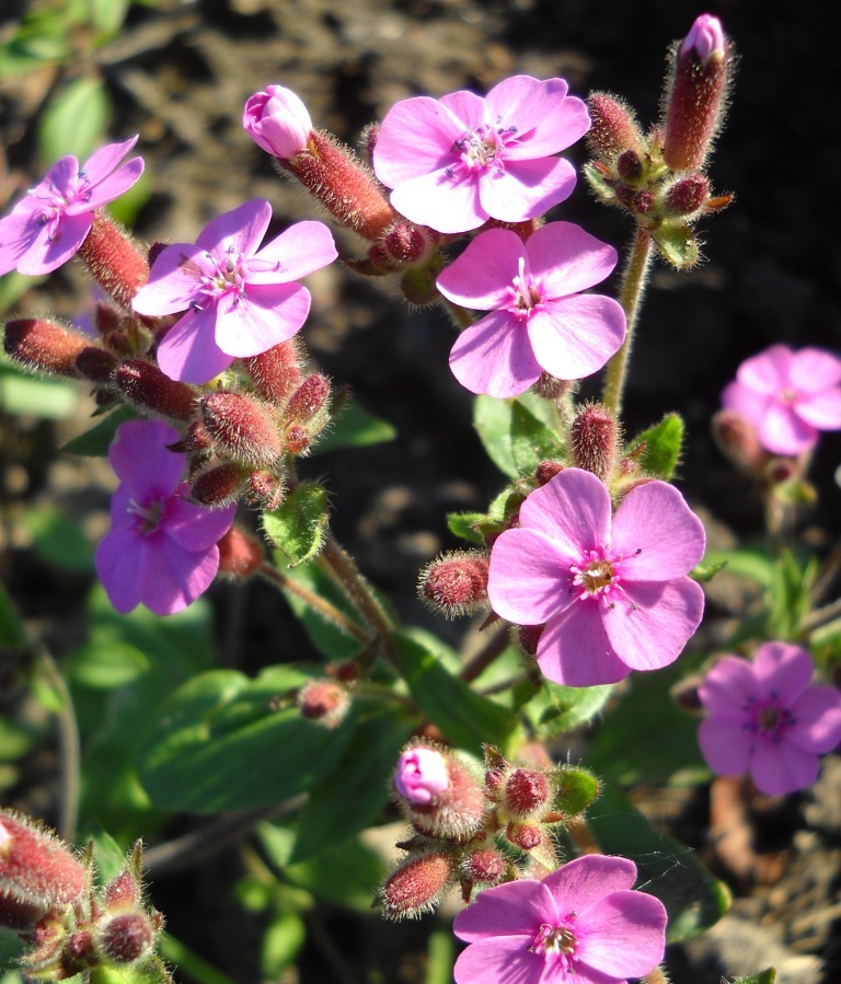 Изображение особи Saponaria ocymoides.