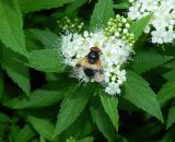 род Spiraea. Соцветие с сидящей мухой. Ленинградская обл., г. Выборг, парк Монрепо, в культуре. Июль 2024 г.