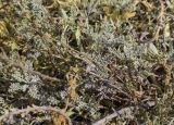 Artemisia caerulescens подвид gallica. Прикорневая часть растения с вегетативными побегами (цельные эллиптические листья вокруг - Halimione portulacoides). Испания, Каталония, пров. Жирона, комарка Баш Эмпорда, муниципалитет Тороэлья-де-Монгри, окр. устья р. Тер, осушенный маршевый луг Платера (Platera). 22.09.2024.