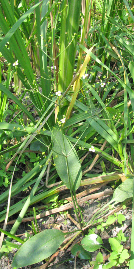 Изображение особи Alisma lanceolatum.