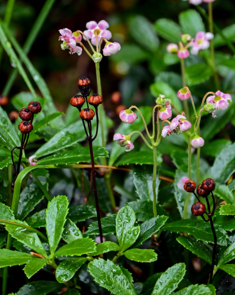 Image of Chimaphila umbellata specimen.