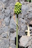 Arum korolkowii