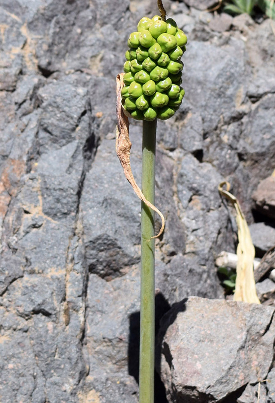 Image of Arum korolkowii specimen.