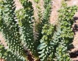 Euphorbia paralias