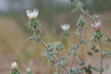 genus Cousinia