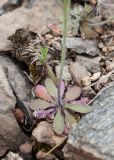 Arabidopsis thaliana