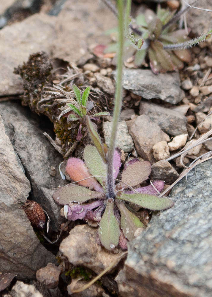 Image of Arabidopsis thaliana specimen.