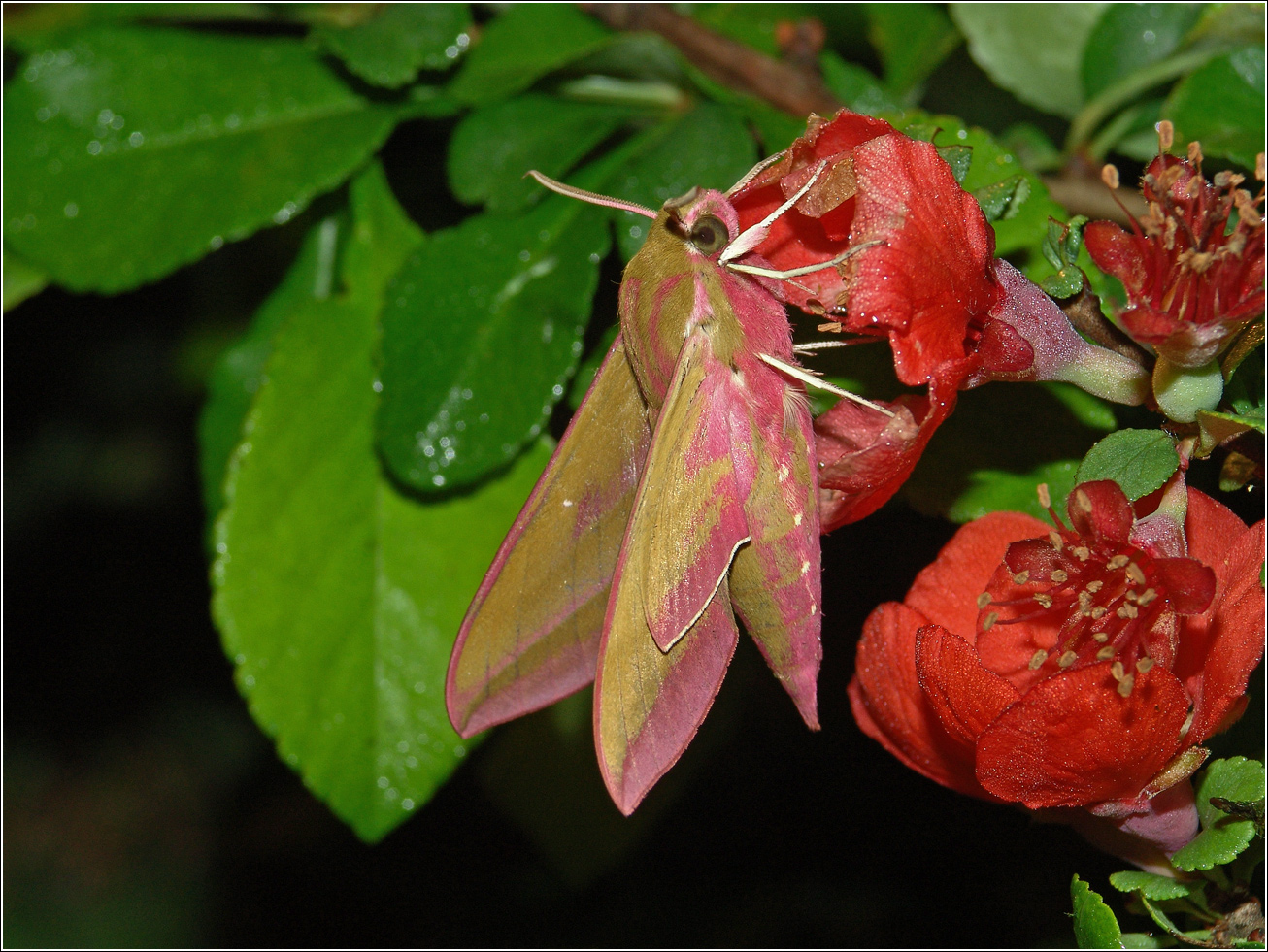 Изображение особи Chaenomeles japonica.