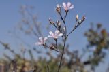 Gypsophila pacifica