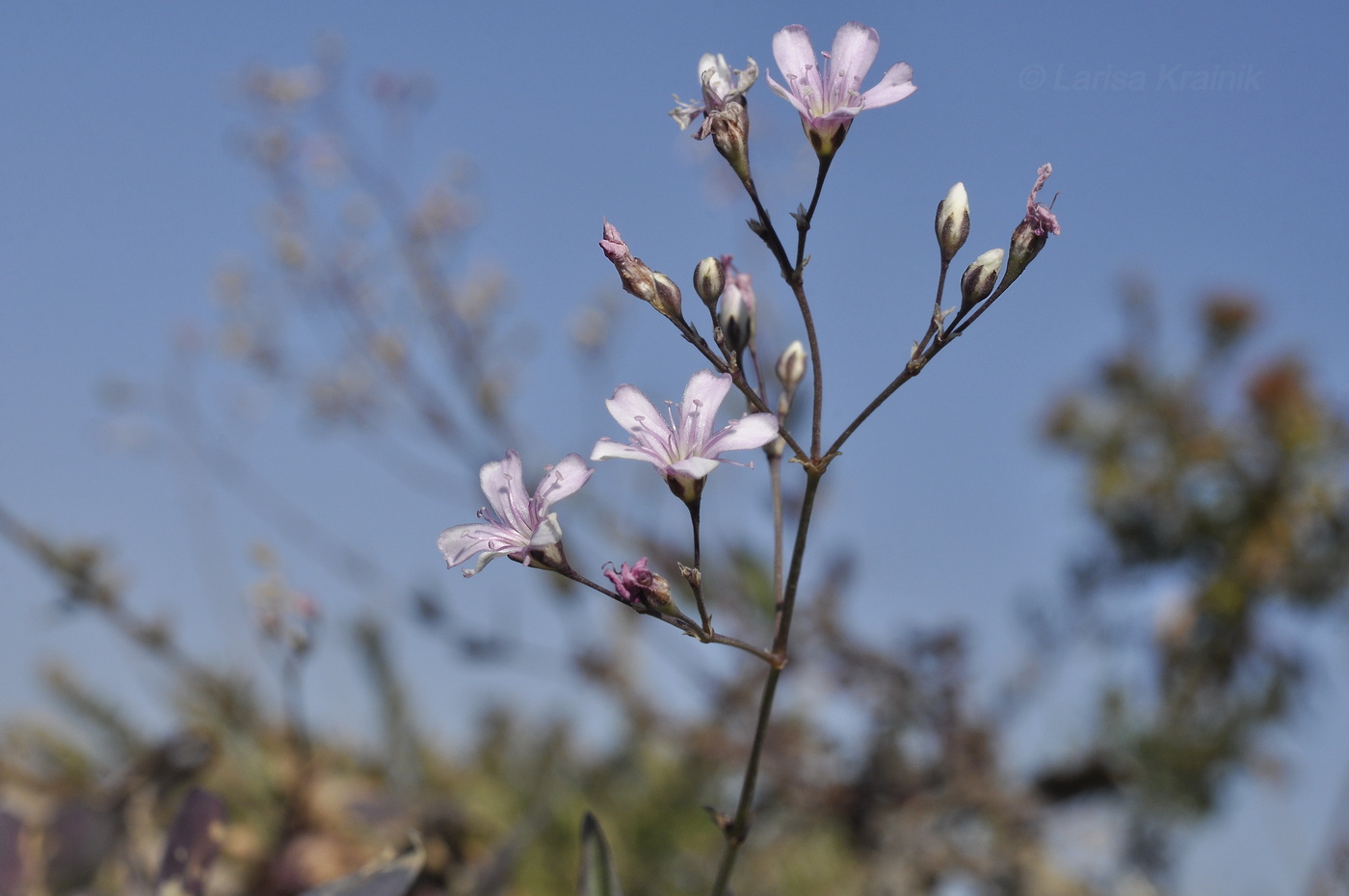Image of Gypsophila pacifica specimen.