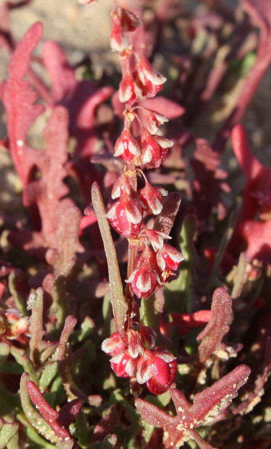 Изображение особи Rumex pictus.