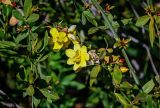 Jasminum mesnyi. Часть ветви с цветками. Краснодарский край, Сочи, Адлерский р-н, парк \"Южные культуры\", в культуре. 09.03.2025.