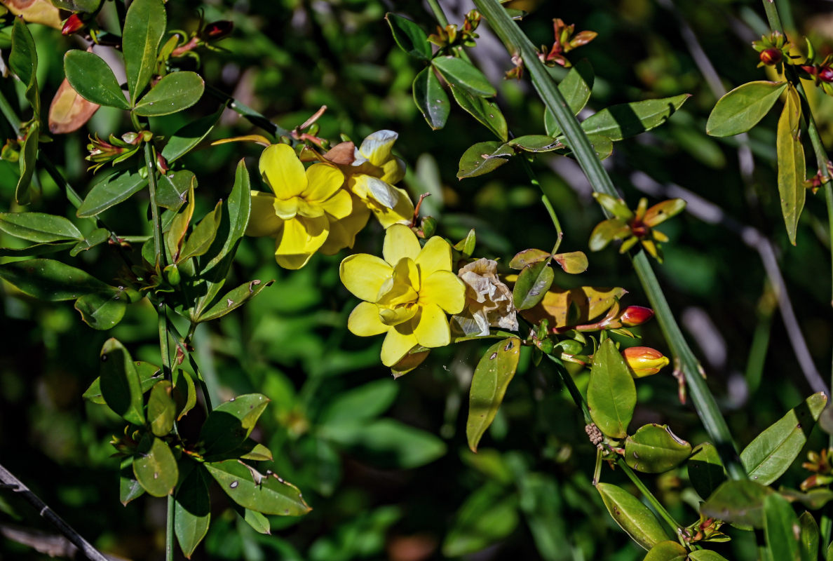 Image of Jasminum mesnyi specimen.