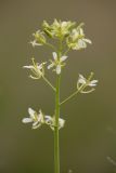Sisymbrium altissimum