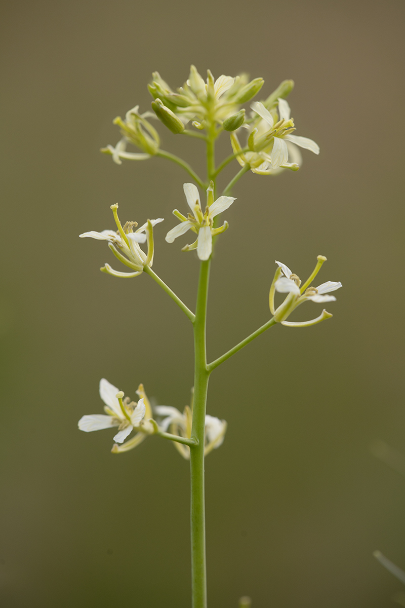 Image of Sisymbrium altissimum specimen.