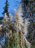 Cortaderia selloana. Верхушки побегов с соплодиями. Краснодарский край, Сочи, Адлерский р-н, парк \"Южные культуры\", в культуре. 09.03.2025.