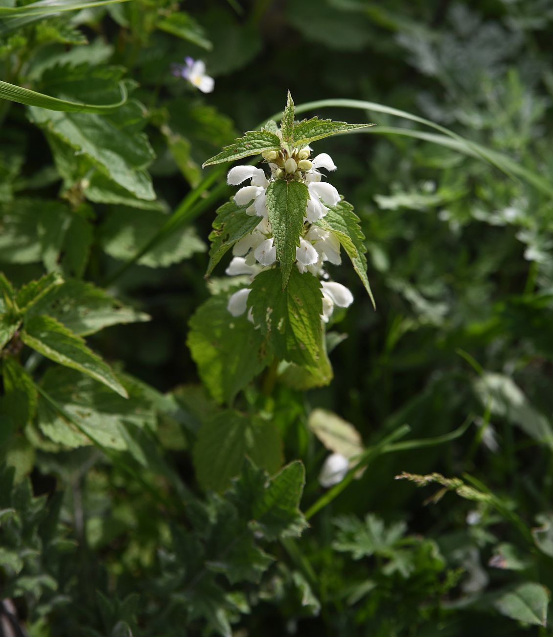 Image of Lamium album specimen.