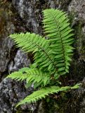 Dryopteris wallichiana. Вегетирующее растение. Китай, пров. Аньхой, национальный парк \"Хуаншань\", смешанный лес, на скале. 30.05.2025.