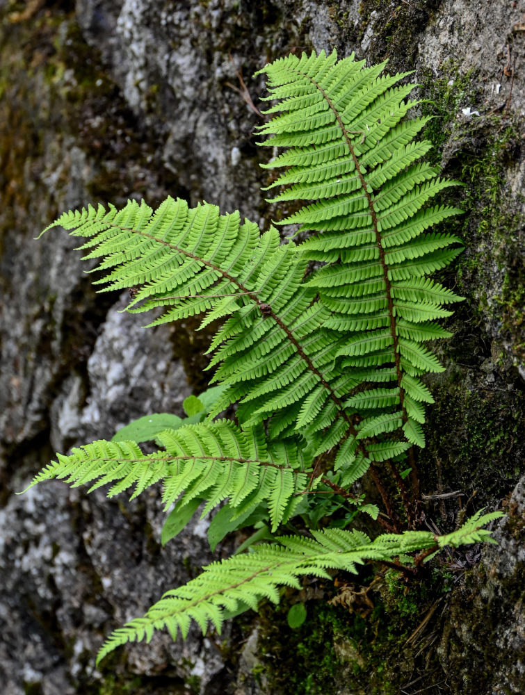Image of Dryopteris wallichiana specimen.