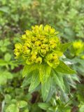 Euphorbia semivillosa