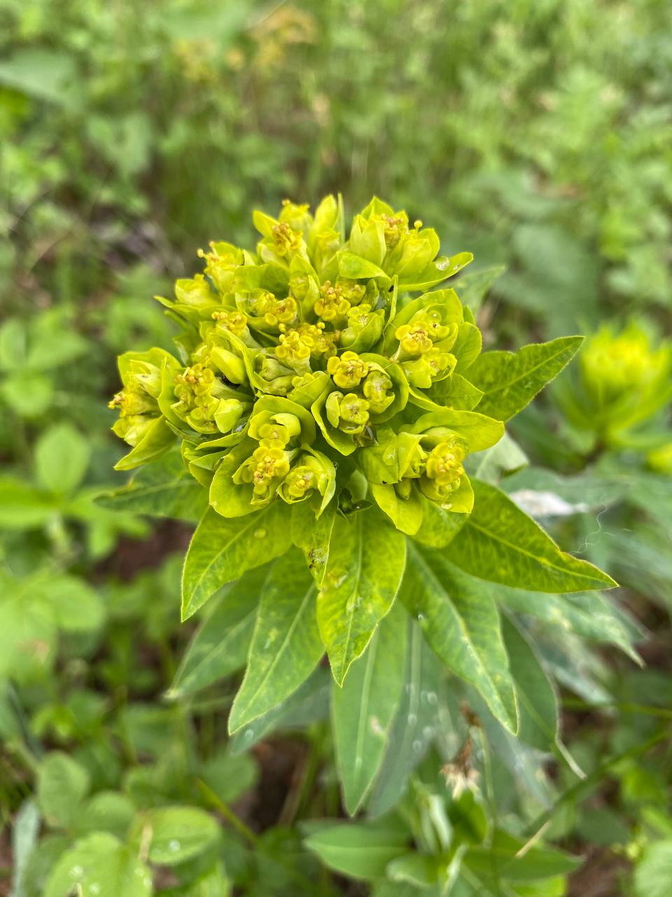 Изображение особи Euphorbia semivillosa.