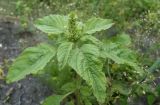 Amaranthus retroflexus