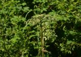 Angelica sylvestris