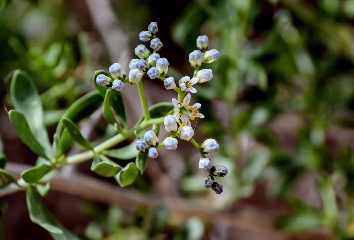 Image of Nitraria sibirica specimen.