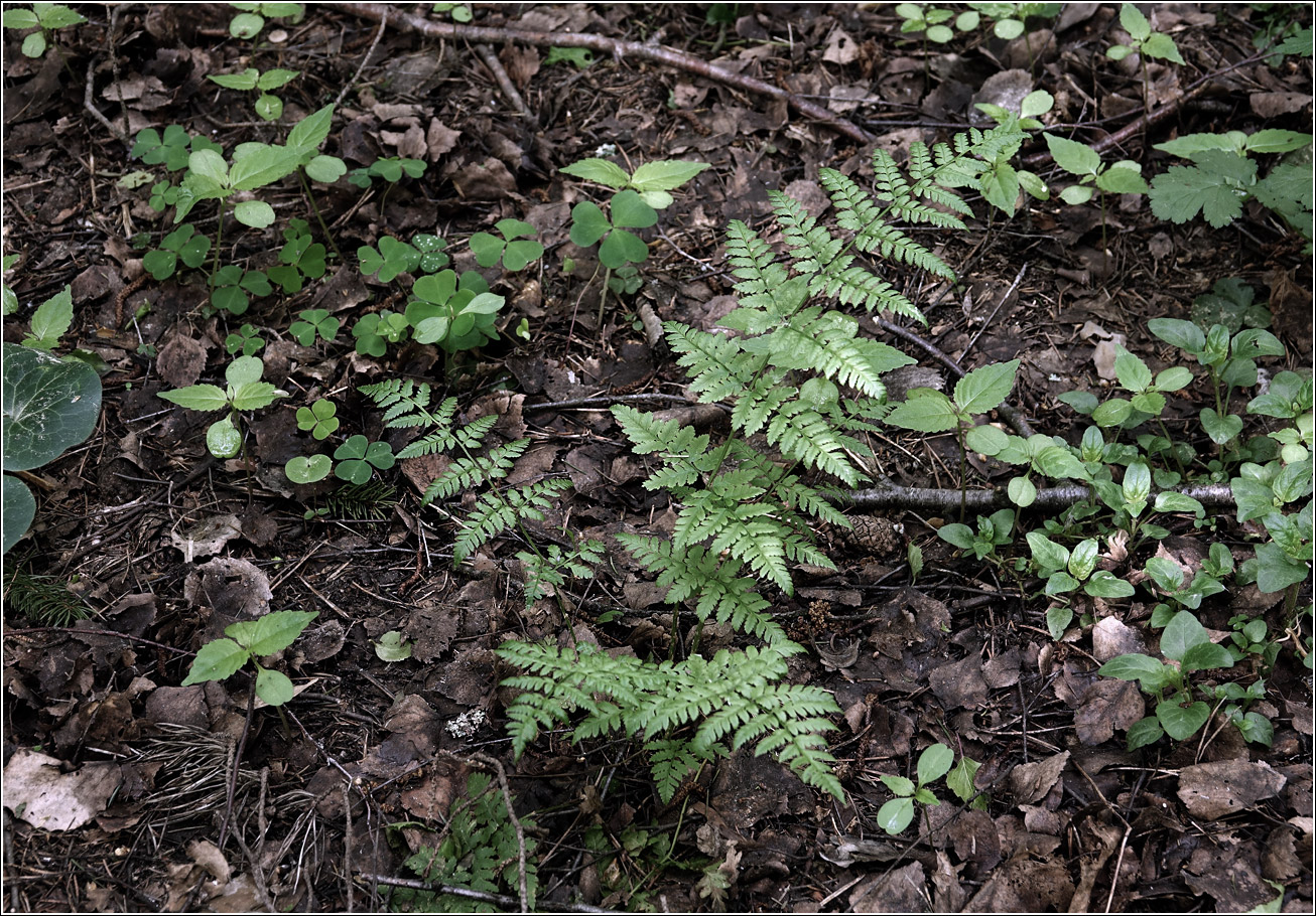 Image of Dryopteris carthusiana specimen.
