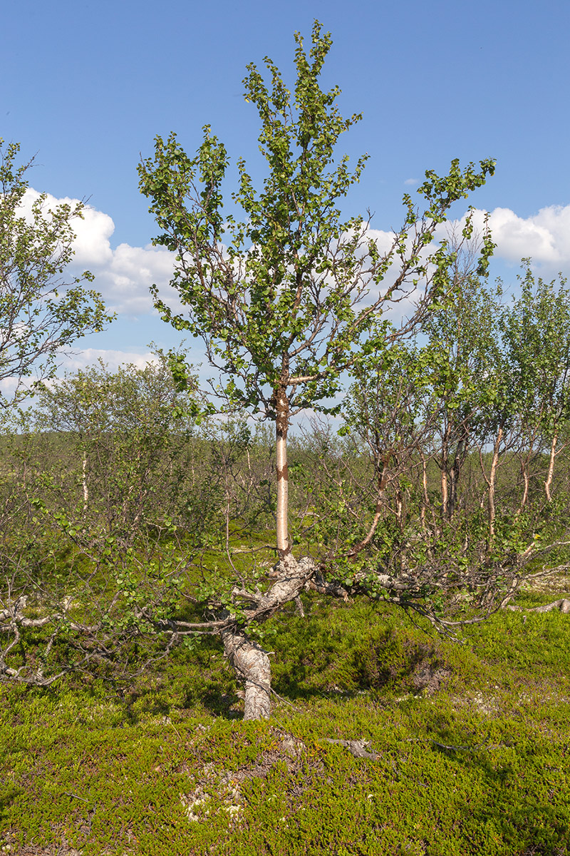 Изображение особи Betula czerepanovii.